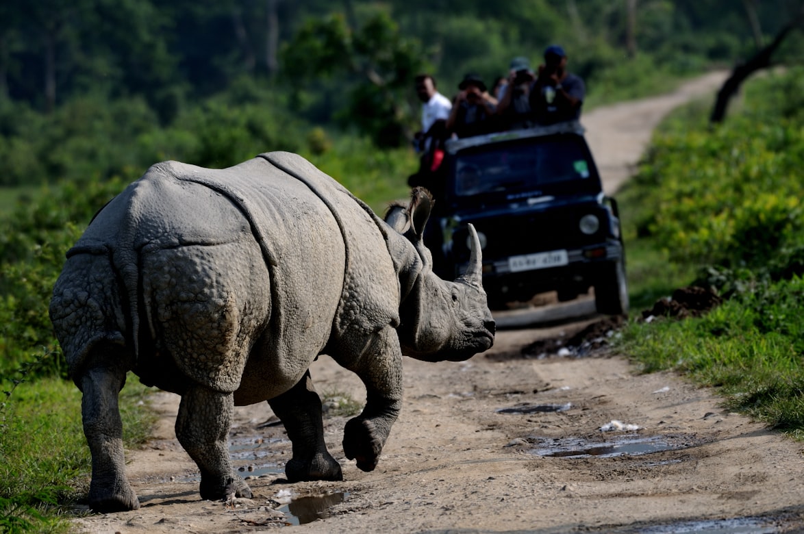 Assam Wildlife: Kaziranga Rhino and Brahmaputra