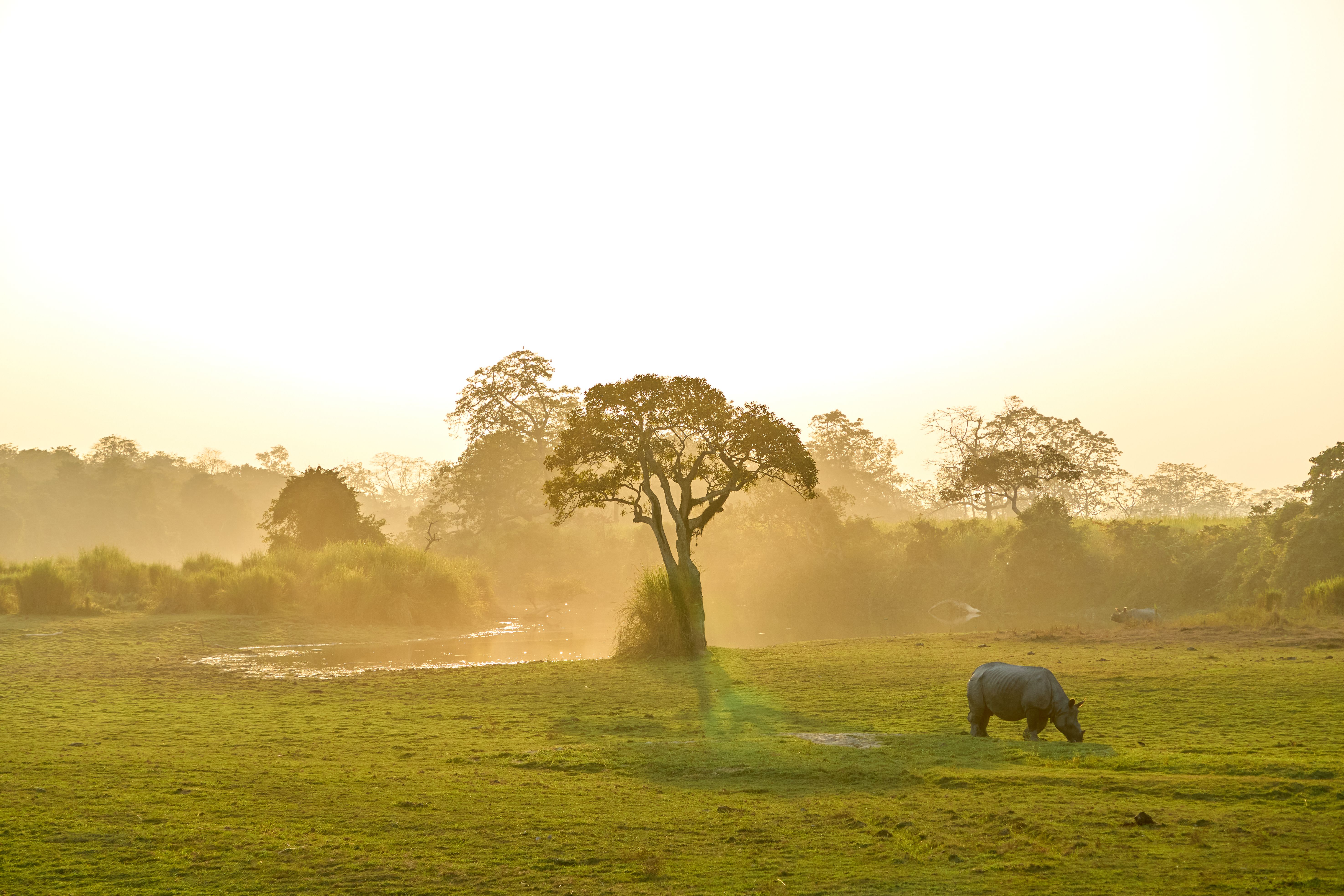 One-Horned Rhinoceros grazing in Kaziranga golden sunrise
